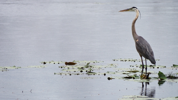 an American white ibis and a great blue heron