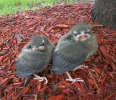 two baby birds