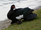 Muscovy ducks flocking and eating bread