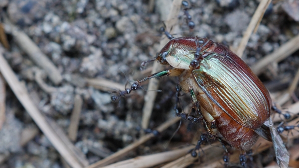 a beetle about to be killed and eaten by ants