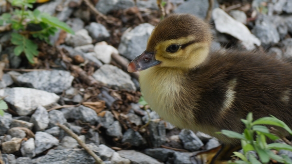 ducks by the lake