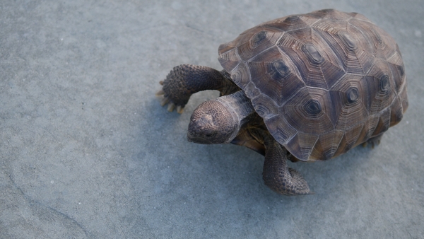 a meet and greet with reptiles and amphibians