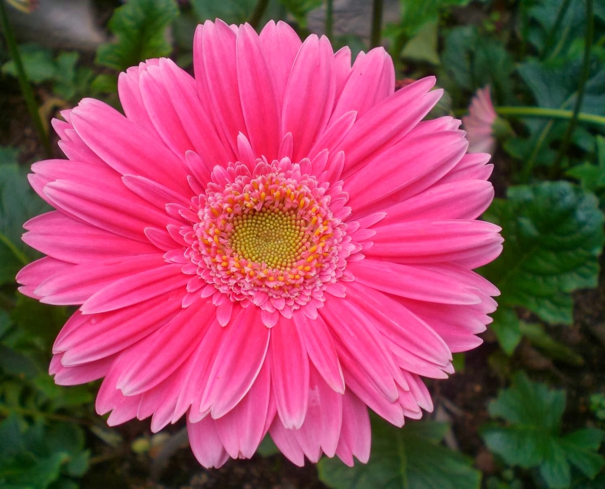 a Gerbera daisy