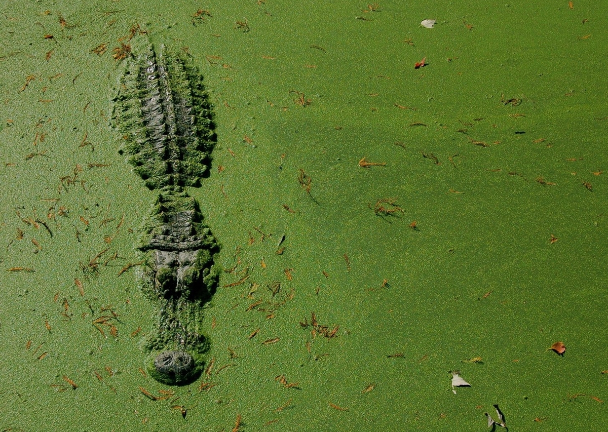 an alligator in algal water