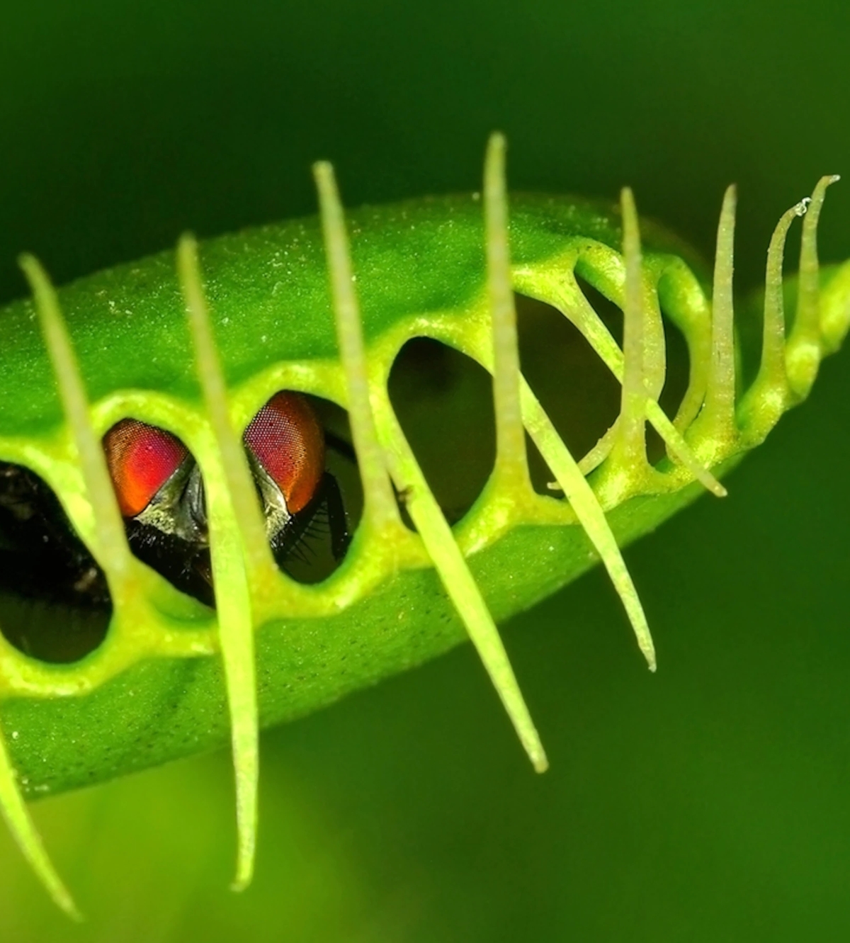 a Venus flytrap