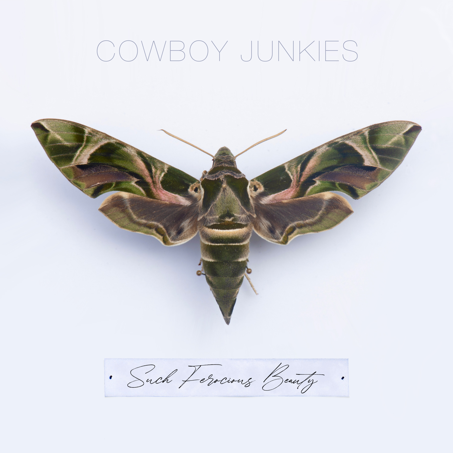 audio review : Such Ferocious Beauty ( album ) ... Cowboy Junkies