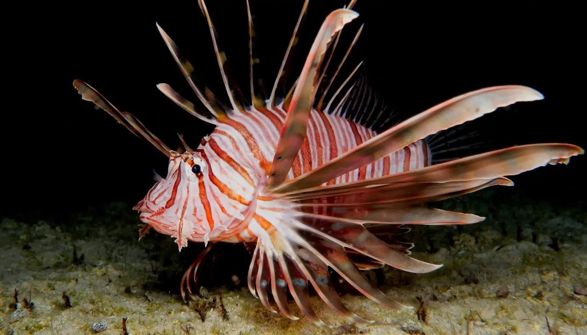 a lionfish