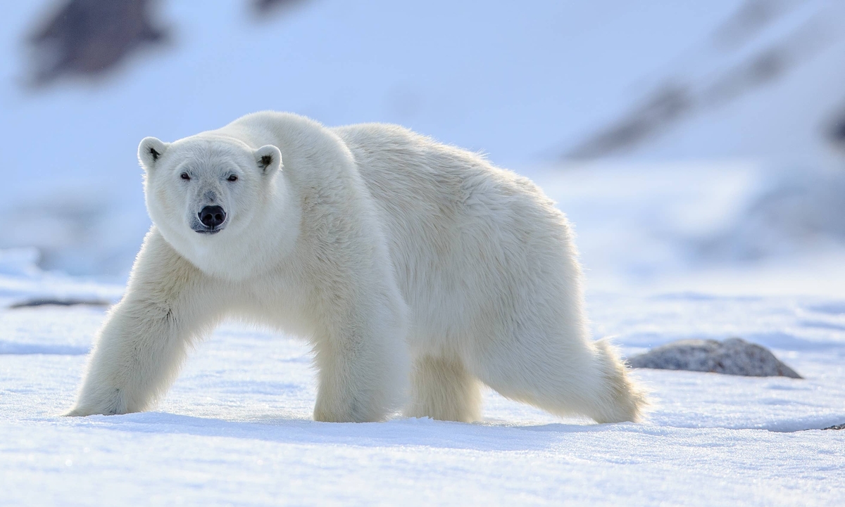 a polar bear