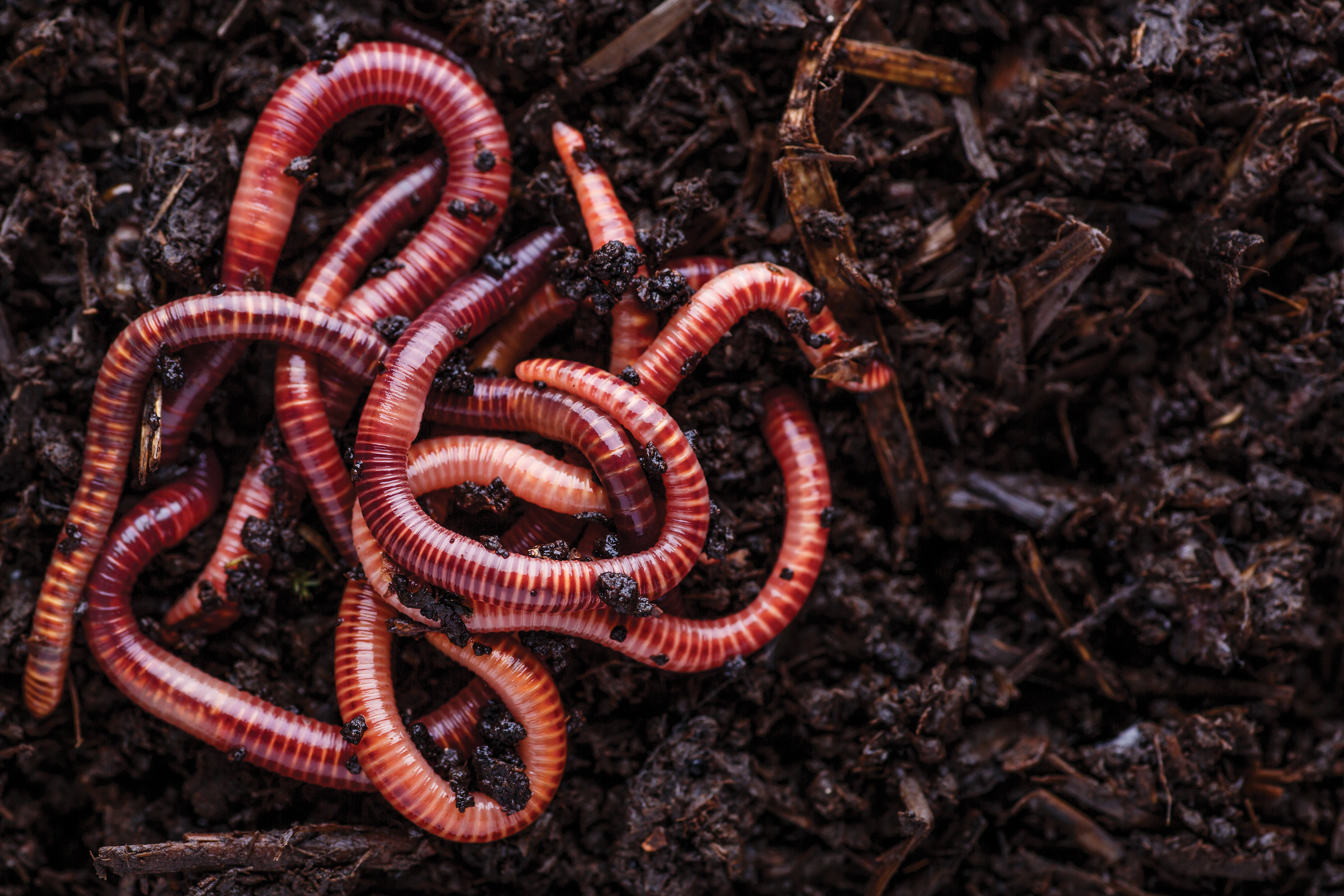 worms