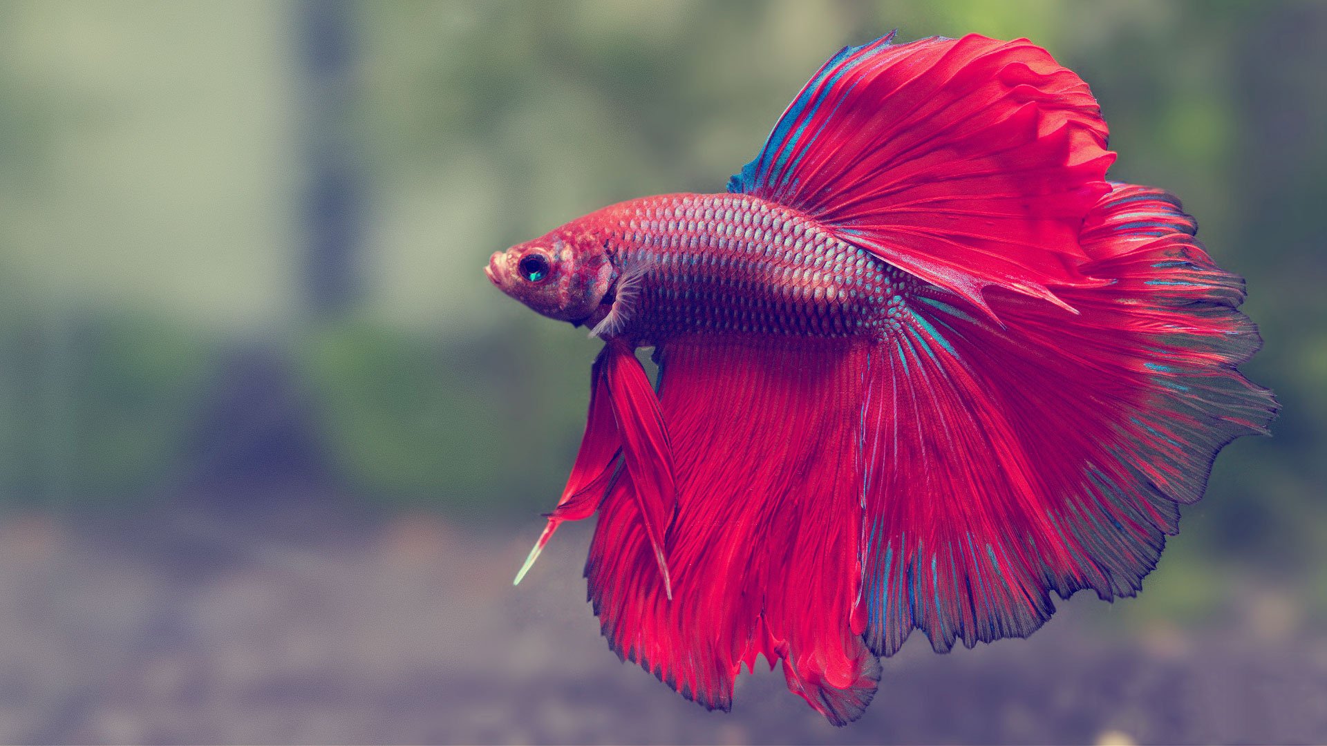 a Siamese fighting fish