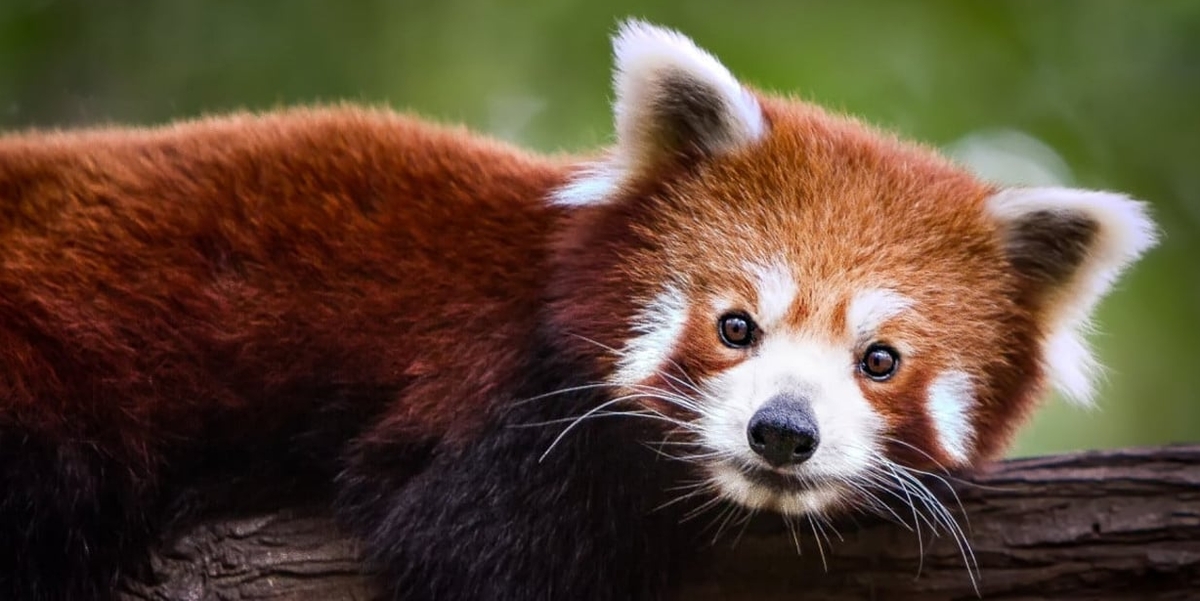 a red panda
