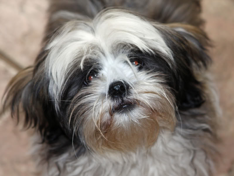 a Shih Tzu named Yuuko