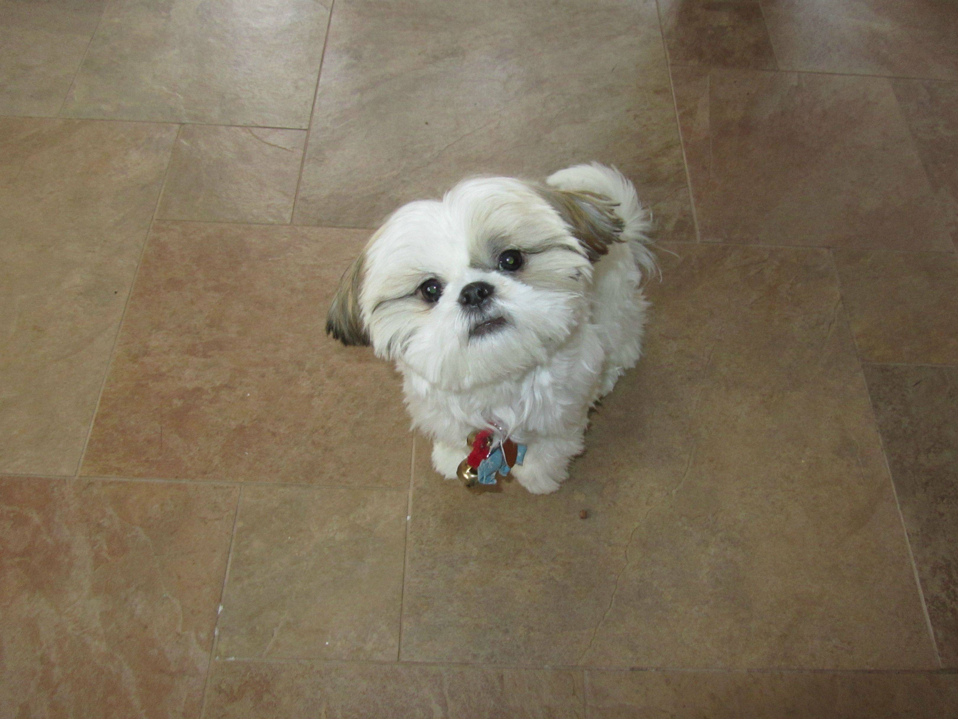 a Shih Tzu