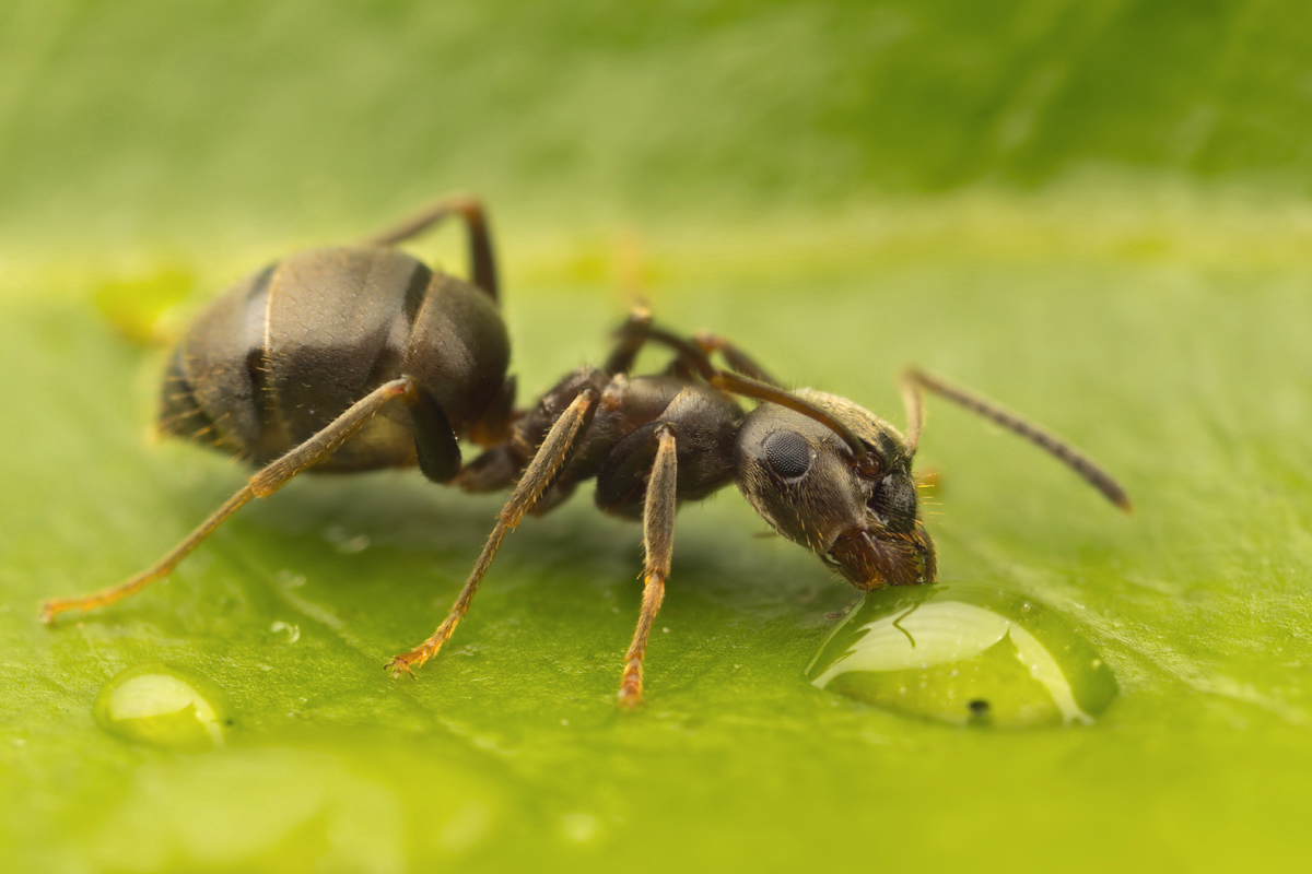 an ant drinking water