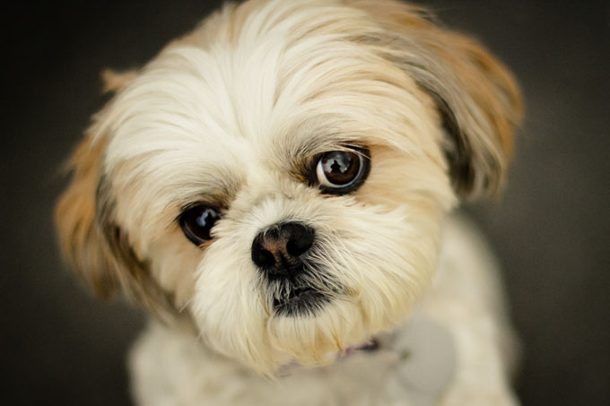 a Shih Tzu